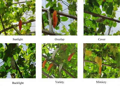 A lightweight Color-changing melon ripeness detection algorithm based on model pruning and knowledge distillation: leveraging dilated residual and multi-screening path aggregation